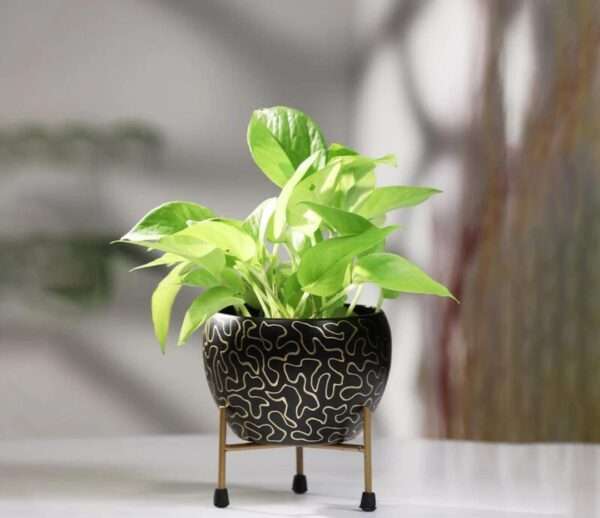 Modanio Flower Pots for Home Decoration Metal Print Plant Stand Planter Suitable for Indoor and Outdoor Use Home & Office Decor Black Series